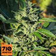 710 Genetics Seeds 710 OG